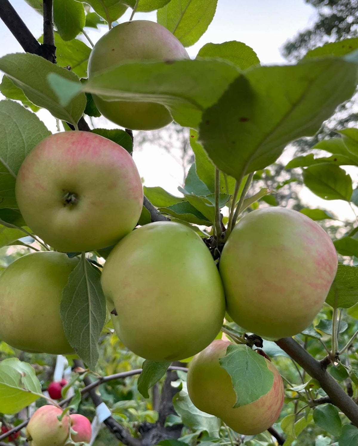 a few apples ok this multi-grafted tree, starting to get some color, image 9 of 10