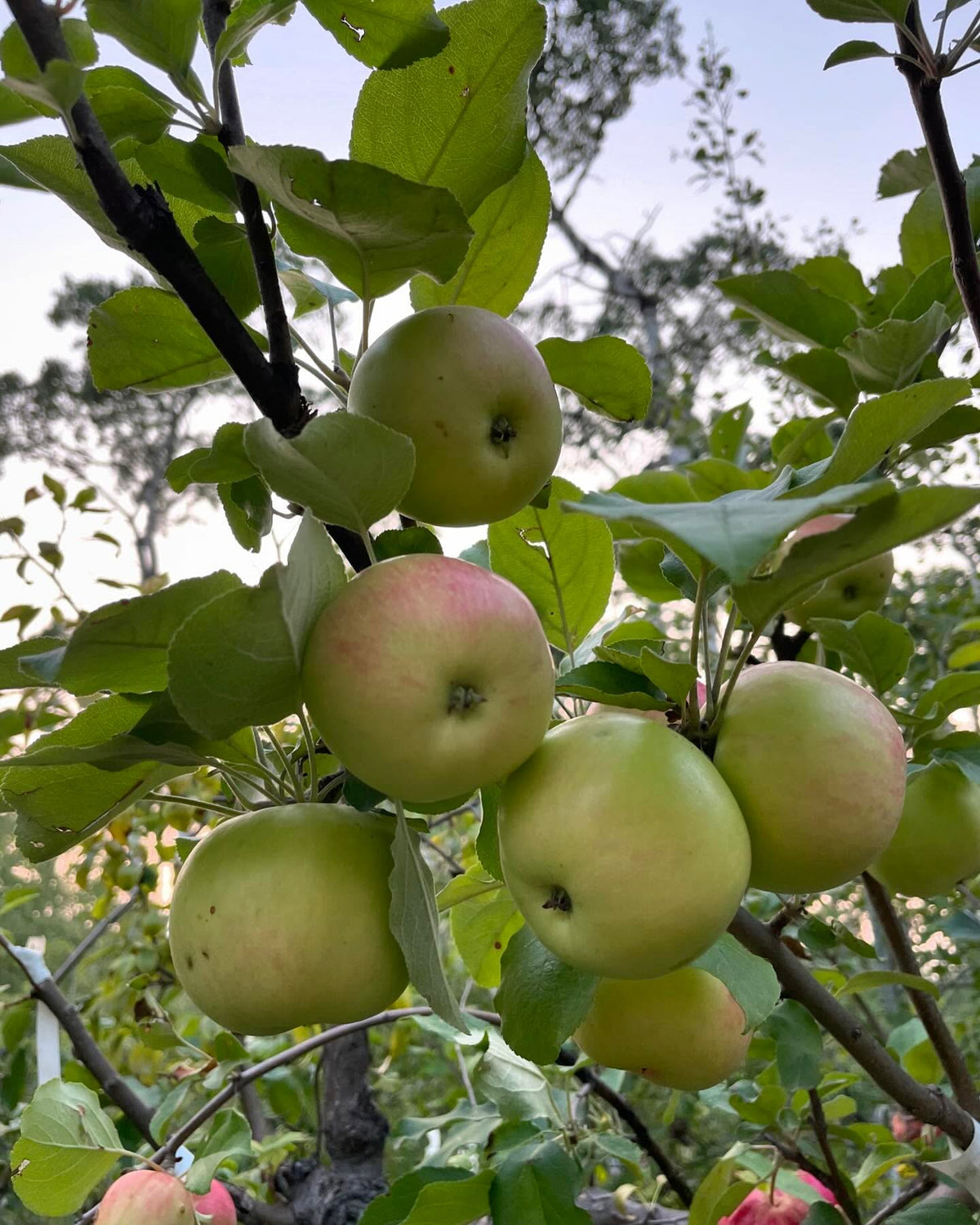 a few apples ok this multi-grafted tree, starting to get some color, image 10 of 10