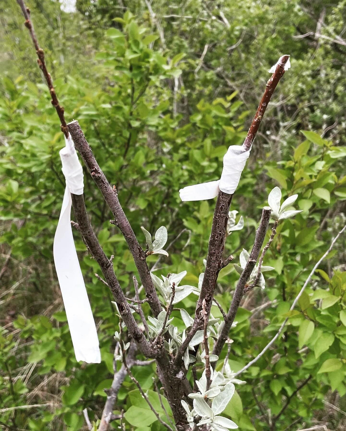 a few field grafts from last season in early summer, image 6 of 10