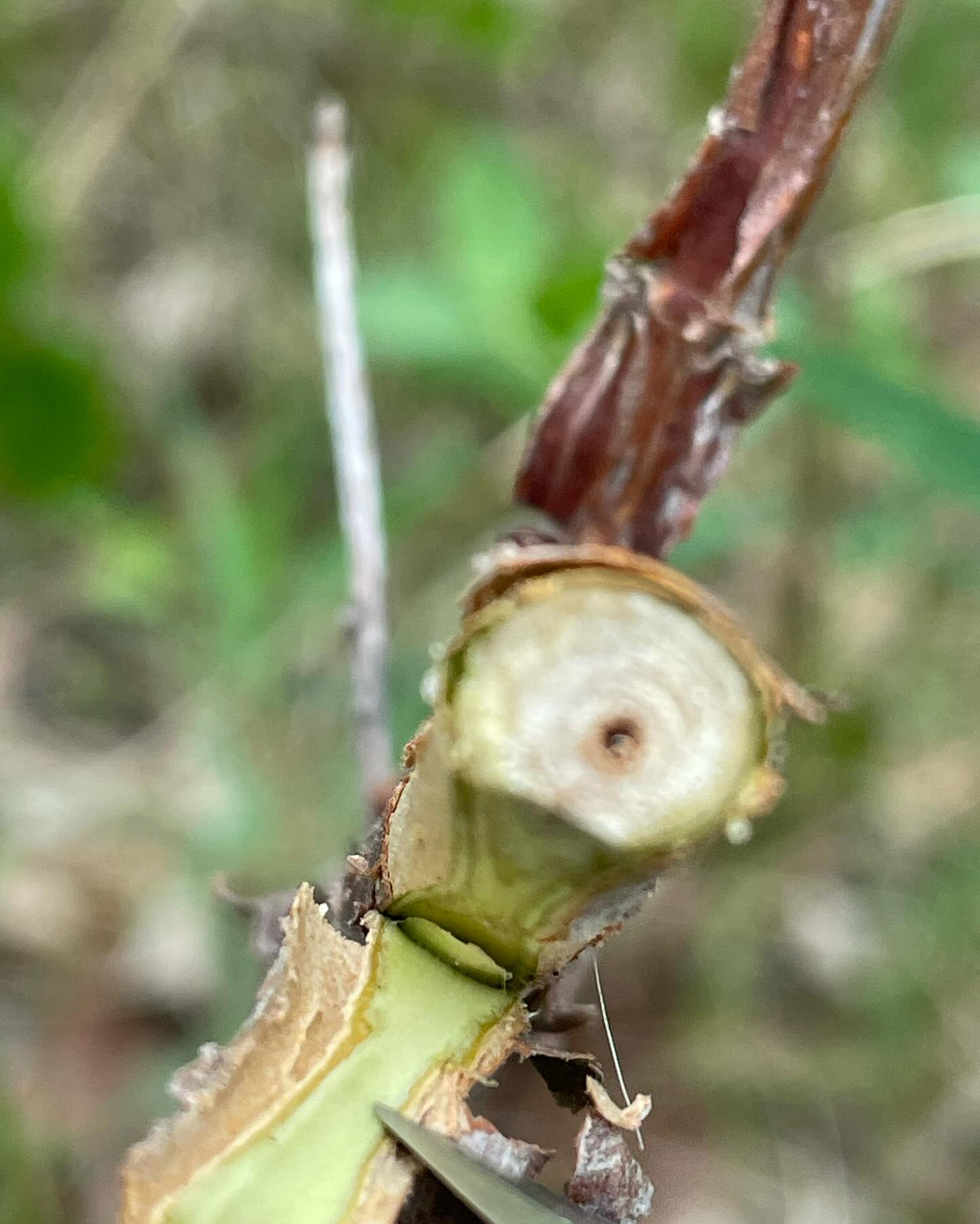 a few field grafts from last season in early summer, image 7 of 10