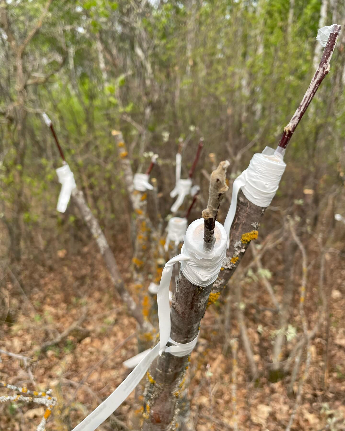 a few field grafts from last season in early summer, image 9 of 10