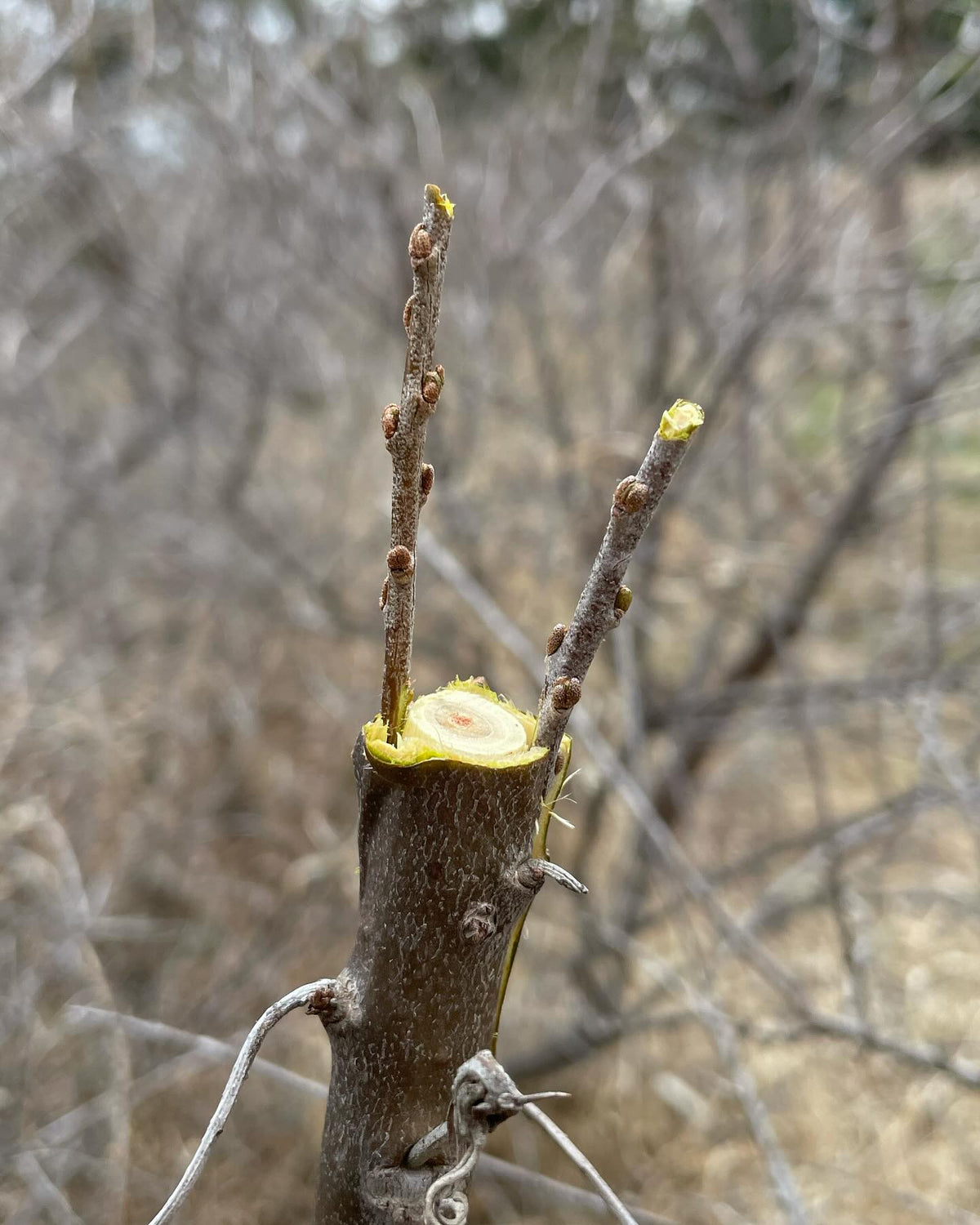a few field grafts from last season in early summer, image 10 of 10
