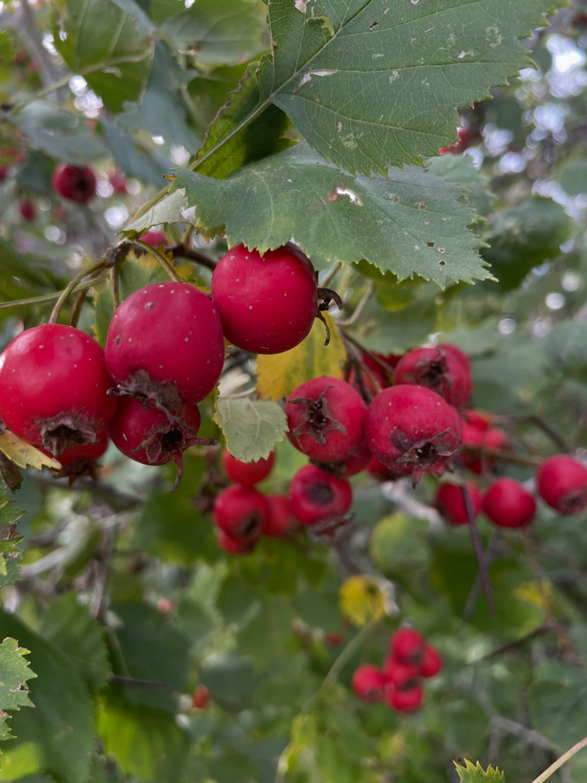 Clusters of large red hawthorn fruit among green leaves