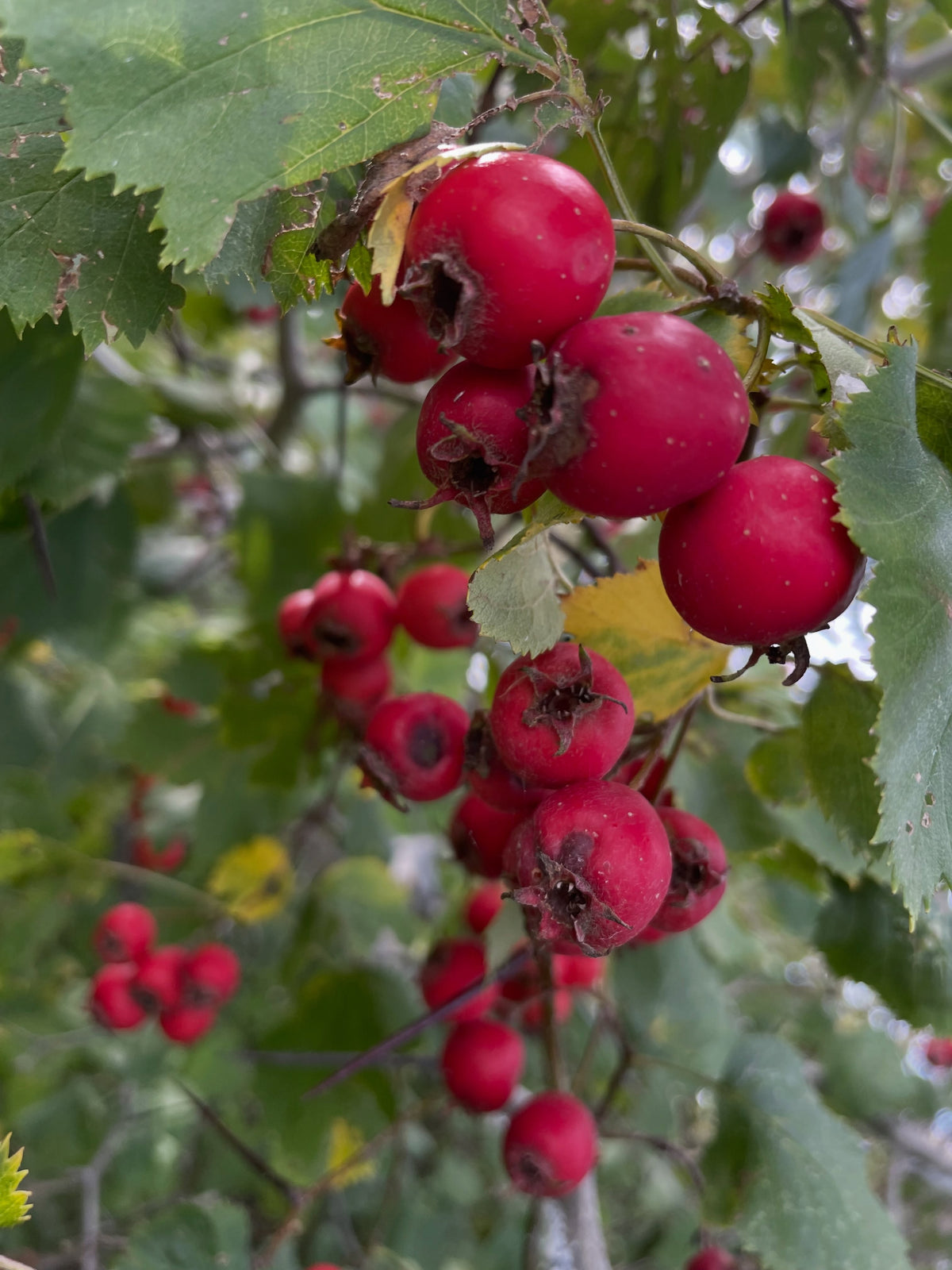 Large ripe hawthorn fruit hanging from a leafy branch