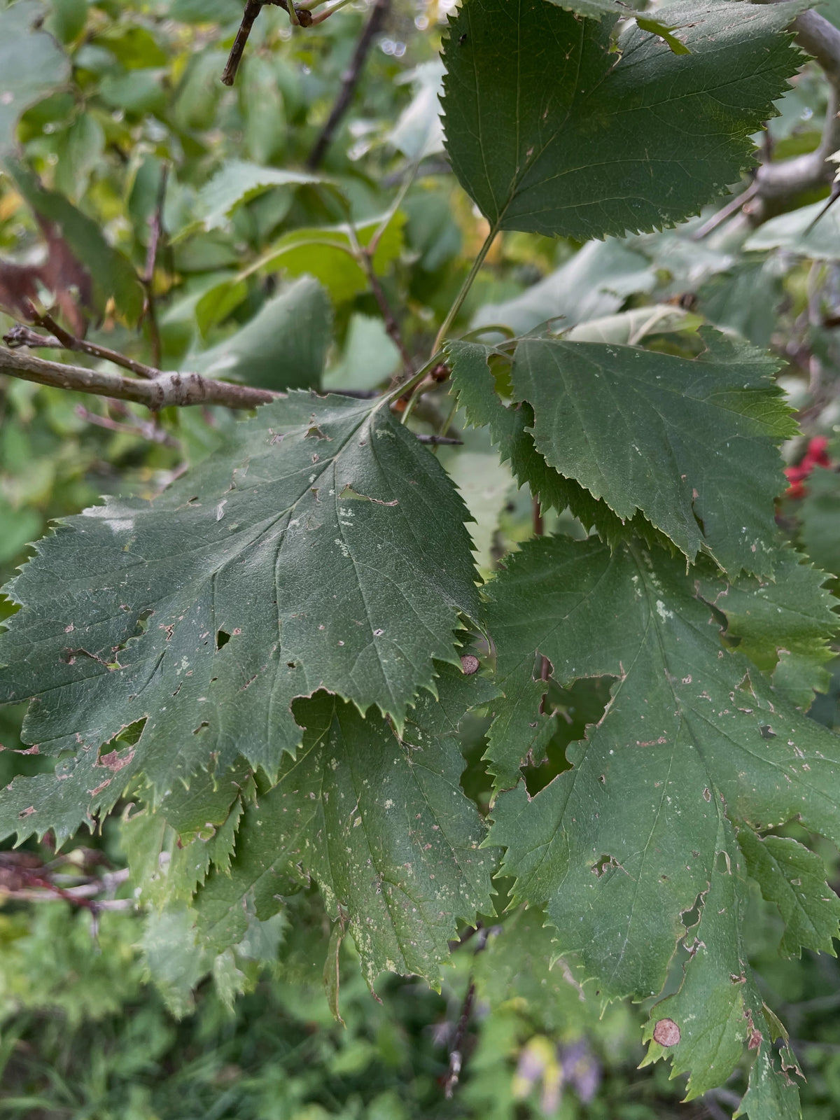 Broad lobed hawthorn leaves with minor insect damage