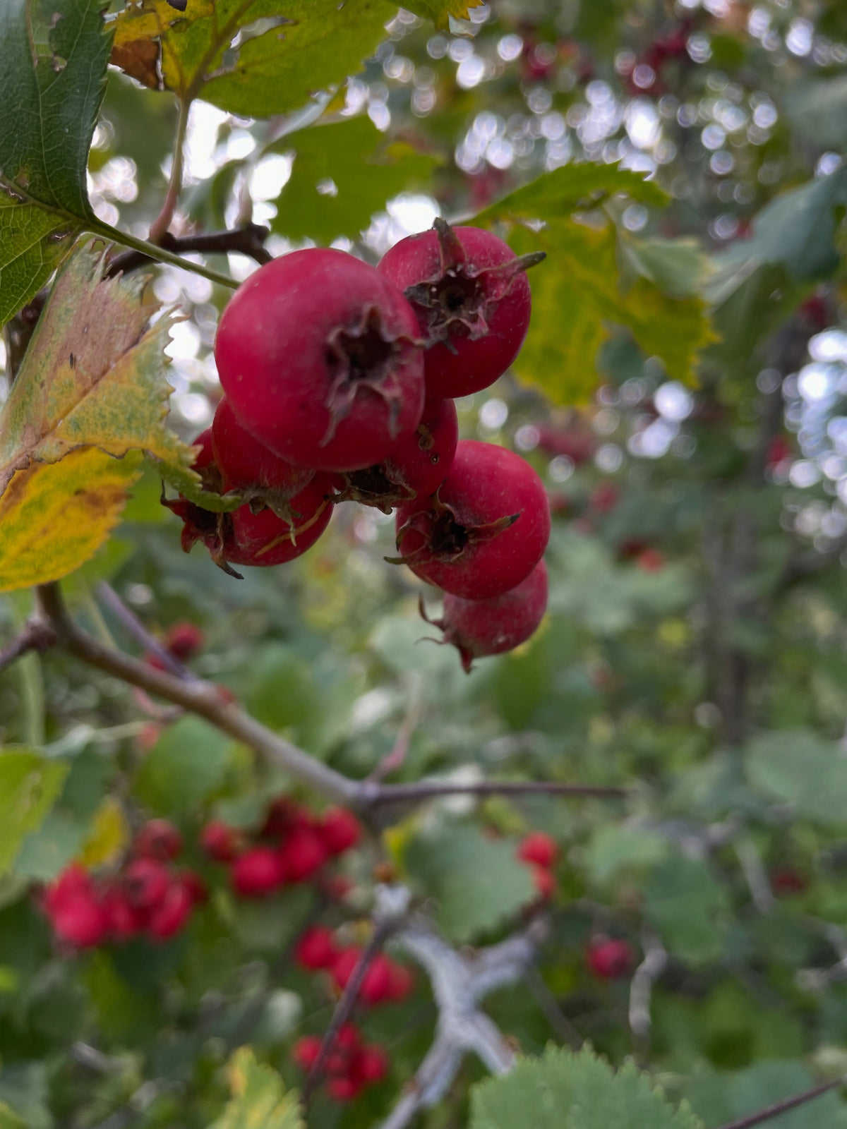 Close view of large red hawthorn fruit and yellowing leaves