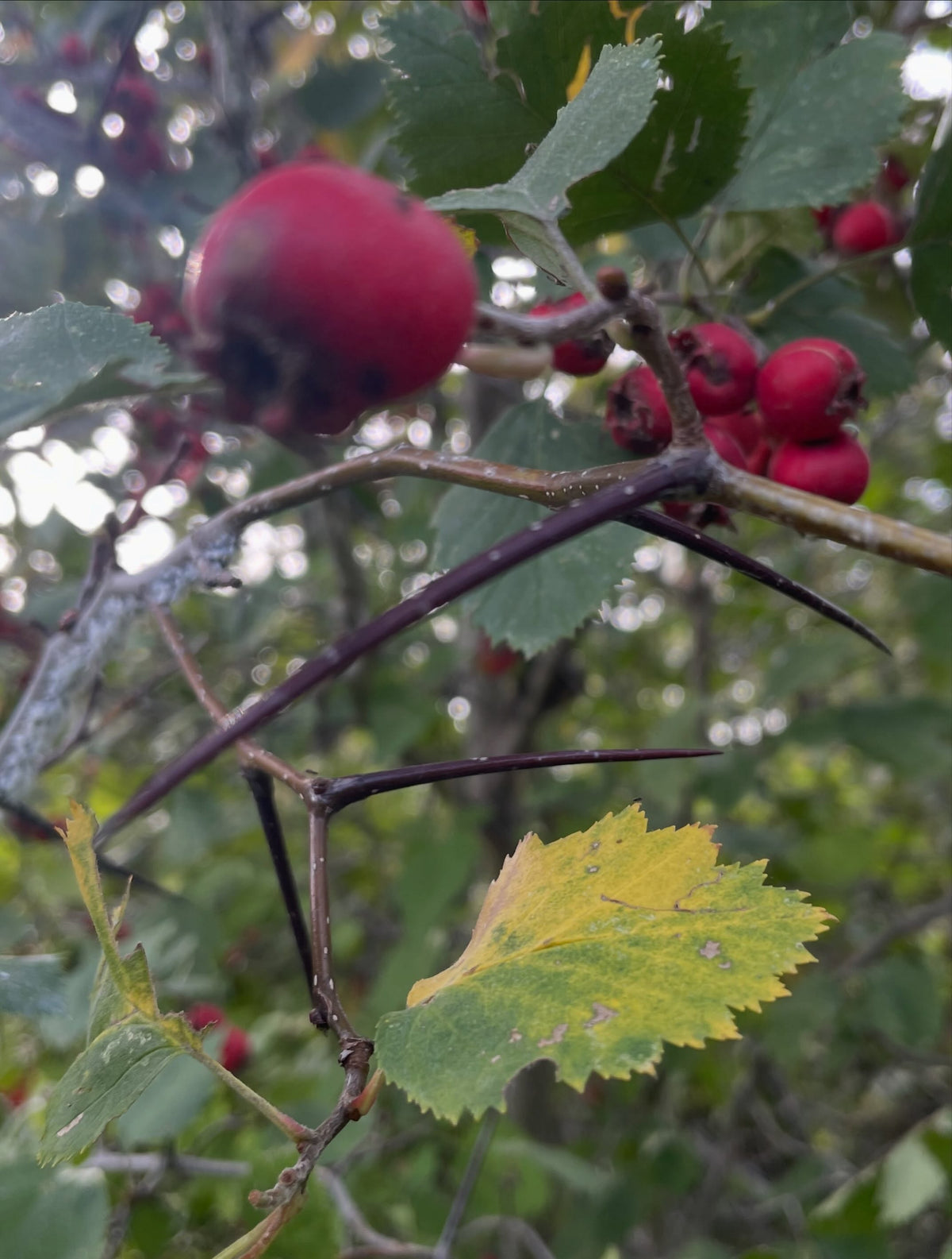 Long hawthorn thorns below red fruit on a branch