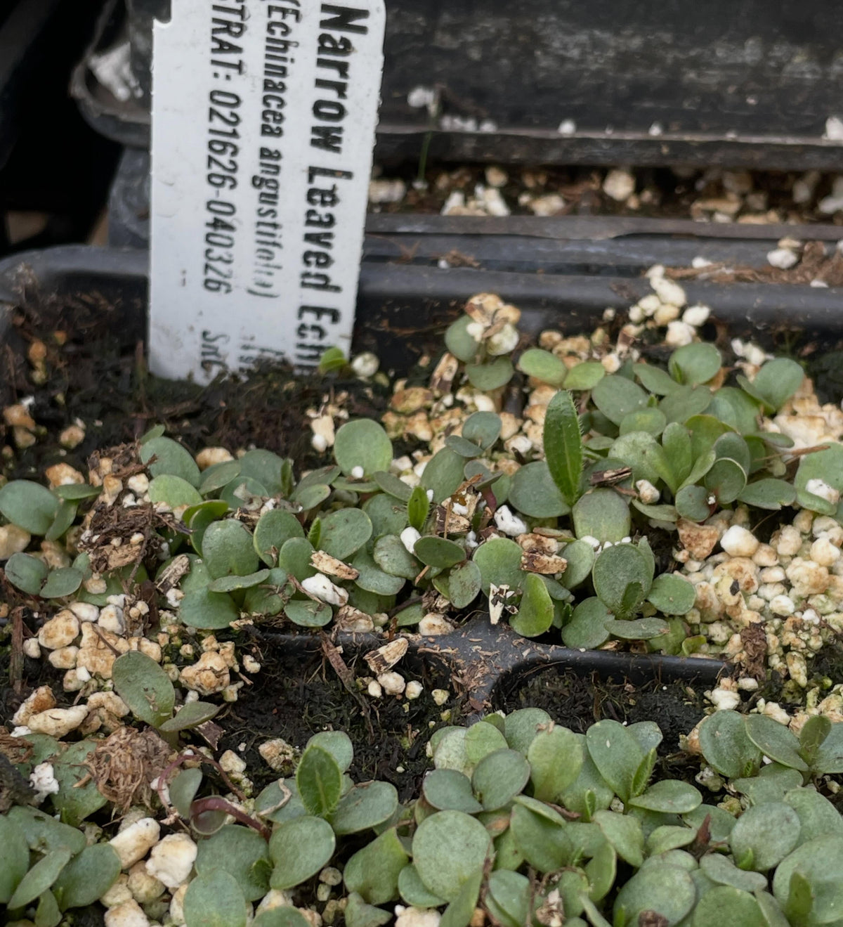 a few native seeds germinating in the greenhouse, narrow leaved echinacea, upright prairie coneflower, nannyberry, image 1 of 5