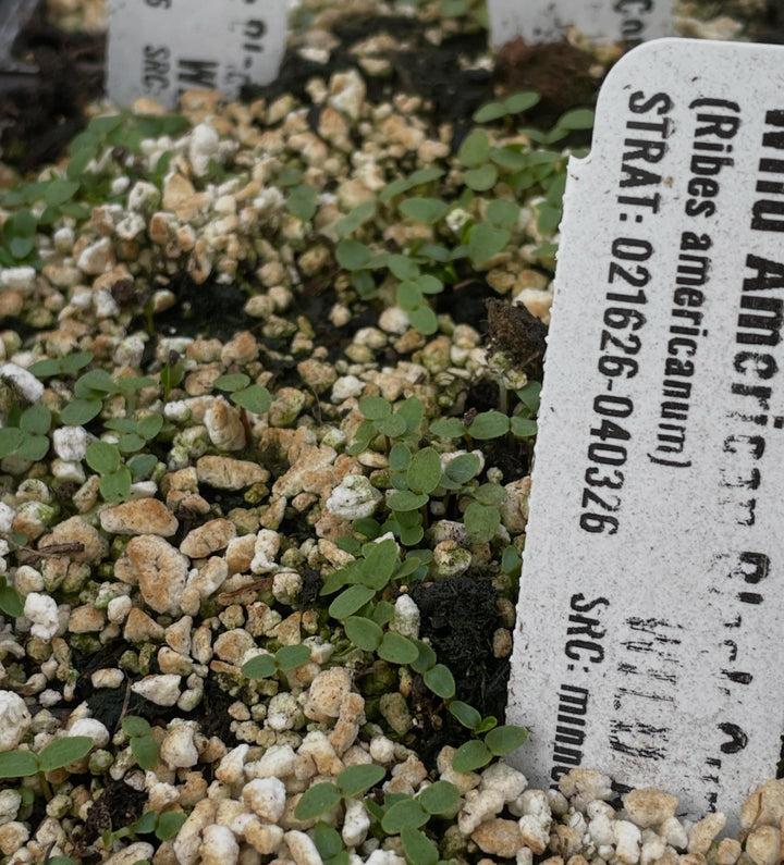 a few native seeds germinating in the greenhouse, narrow leaved echinacea, upright prairie coneflower, nannyberry, image 2 of 5
