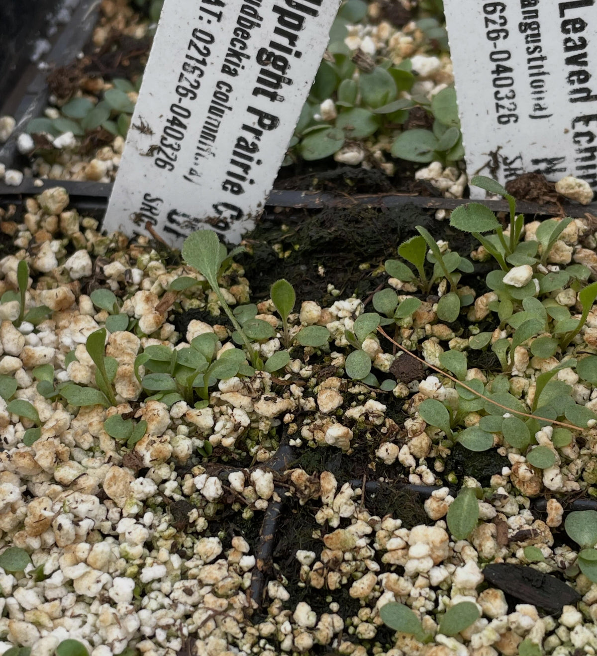 a few native seeds germinating in the greenhouse, narrow leaved echinacea, upright prairie coneflower, nannyberry, image 3 of 5