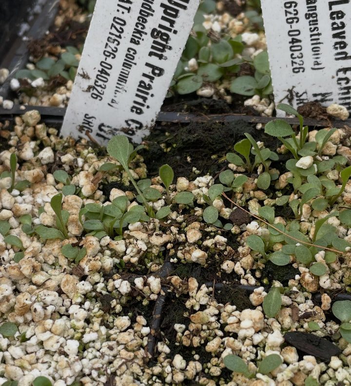 a few native seeds germinating in the greenhouse, narrow leaved echinacea, upright prairie coneflower, nannyberry, image 3 of 5
