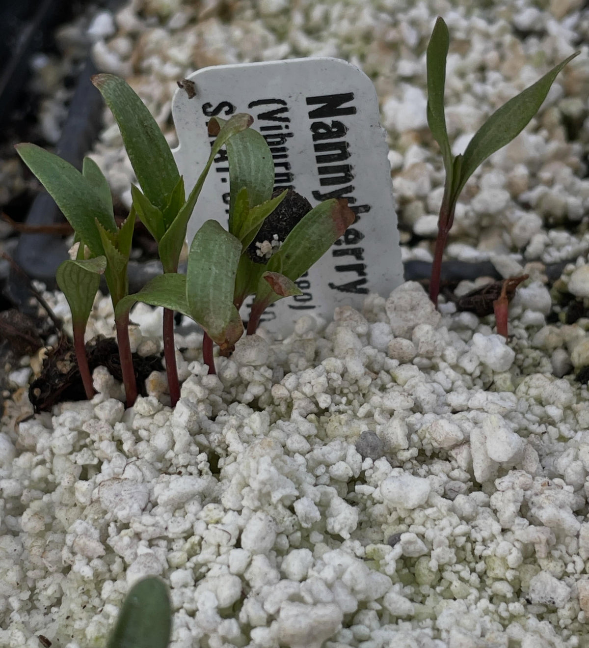 a few native seeds germinating in the greenhouse, narrow leaved echinacea, upright prairie coneflower, nannyberry, image 4 of 5