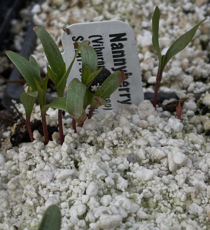 a few native seeds germinating in the greenhouse, narrow leaved echinacea, upright prairie coneflower, nannyberry, image 4 of 5