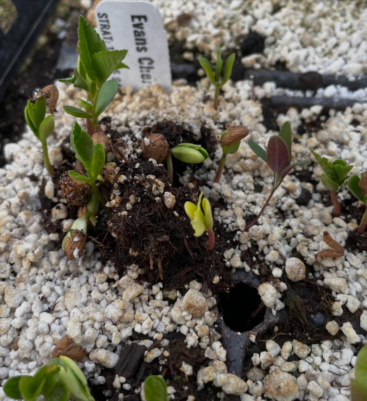 a few native seeds germinating in the greenhouse, narrow leaved echinacea, upright prairie coneflower, nannyberry, image 5 of 5