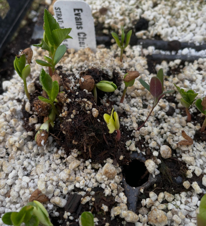 a few native seeds germinating in the greenhouse, narrow leaved echinacea, upright prairie coneflower, nannyberry, image 5 of 5