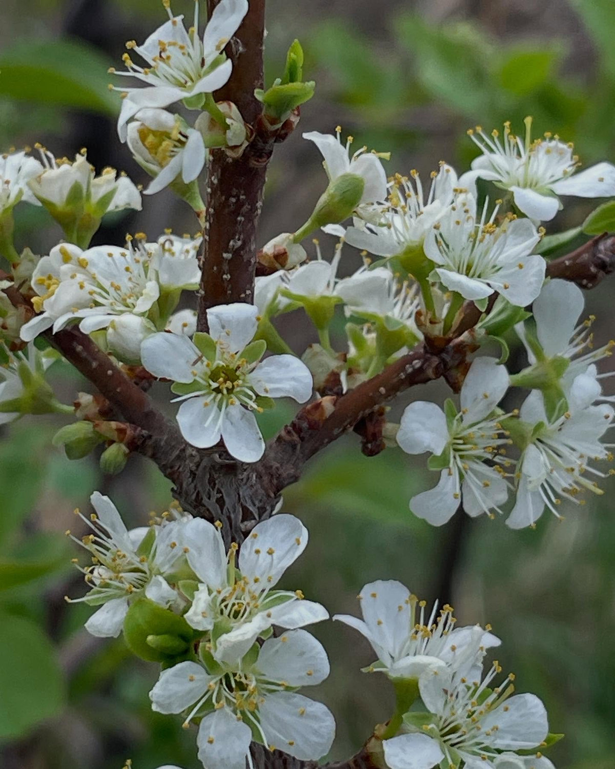 a few plums flowering with different timing, image 1 of 4