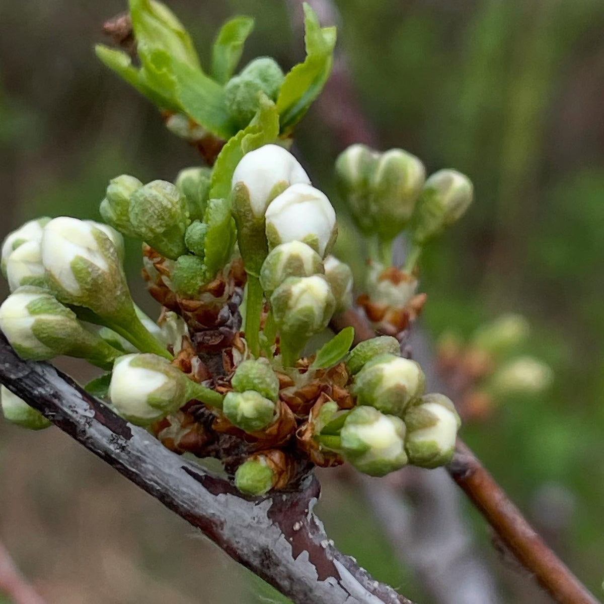 a few plums flowering with different timing, image 2 of 4