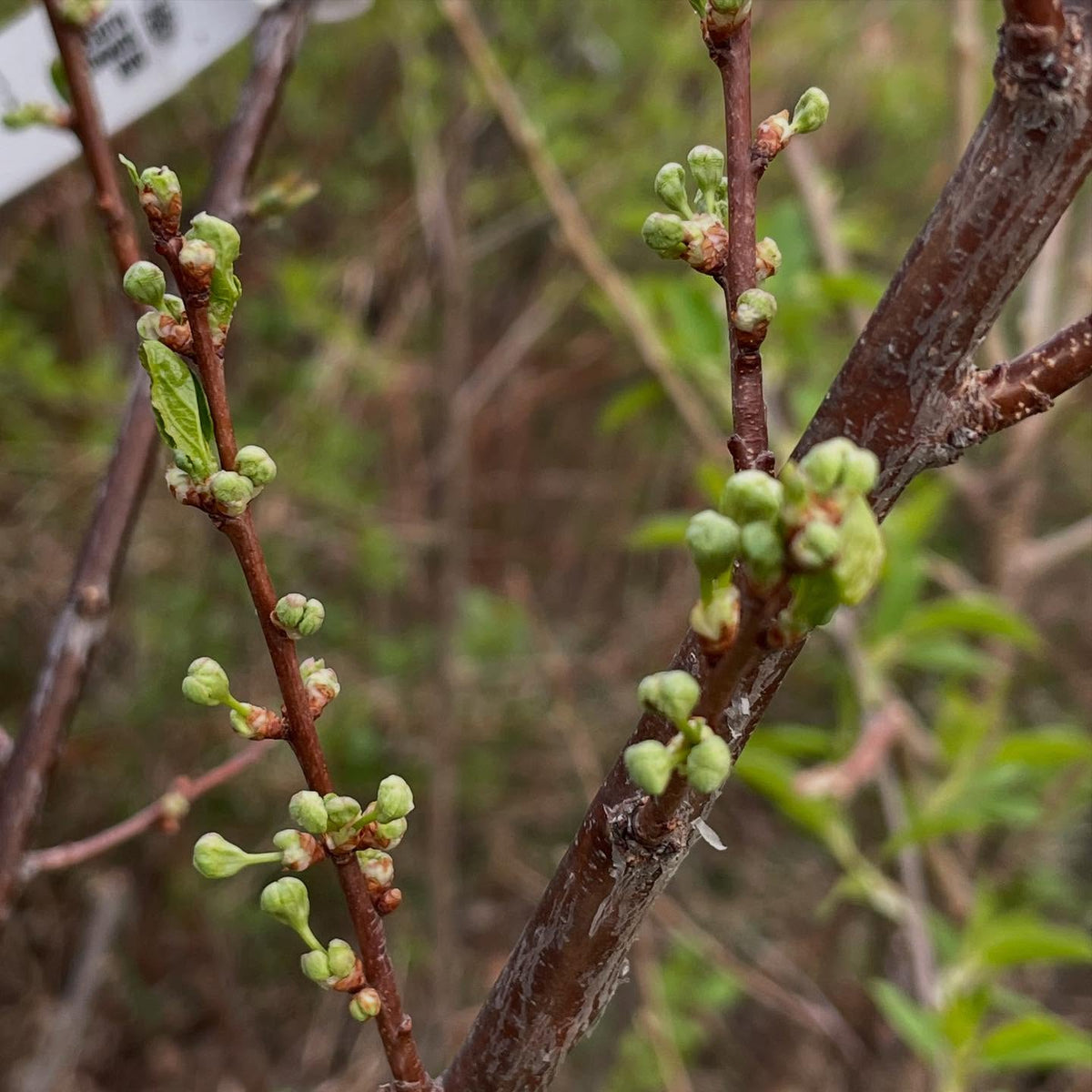 a few plums flowering with different timing, image 3 of 4