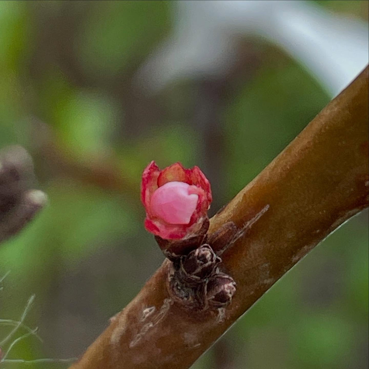 a few plums flowering with different timing, image 4 of 4