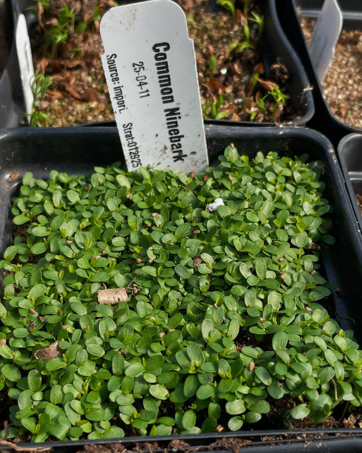 a few seedlings coming up, image 1 of 10