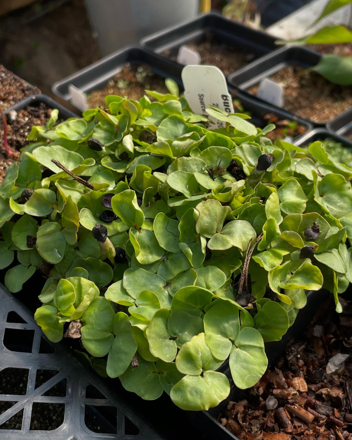 a few seedlings coming up, image 2 of 10