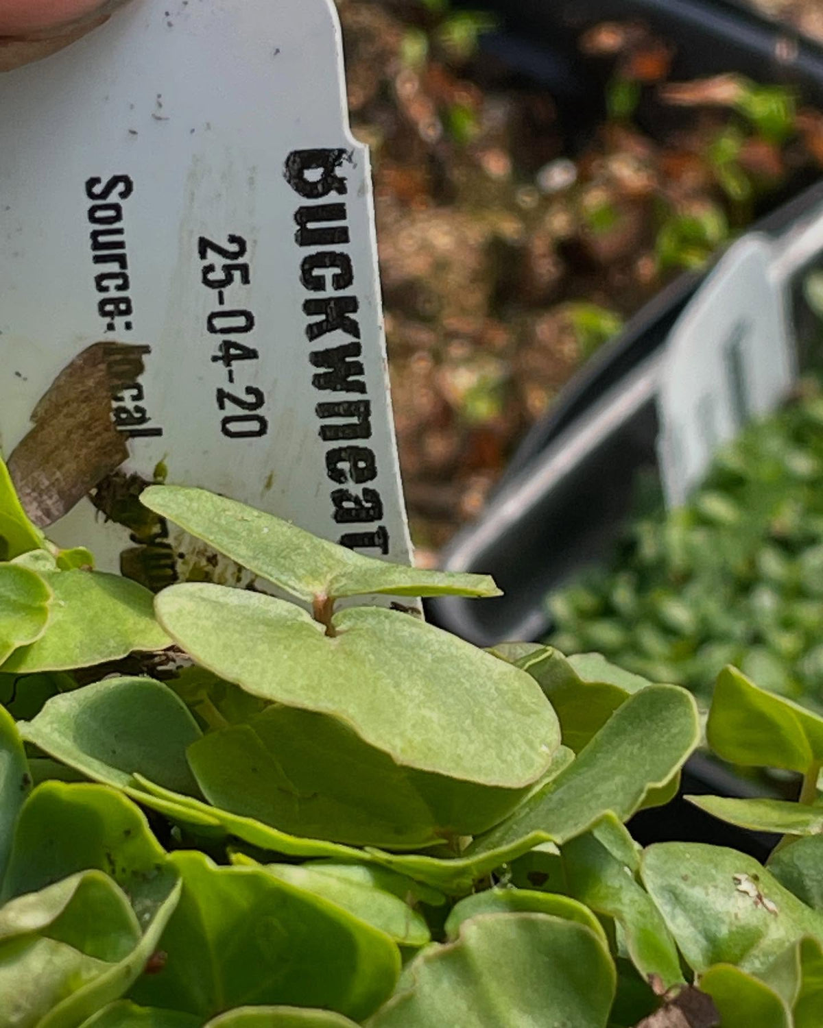 a few seedlings coming up, image 3 of 10