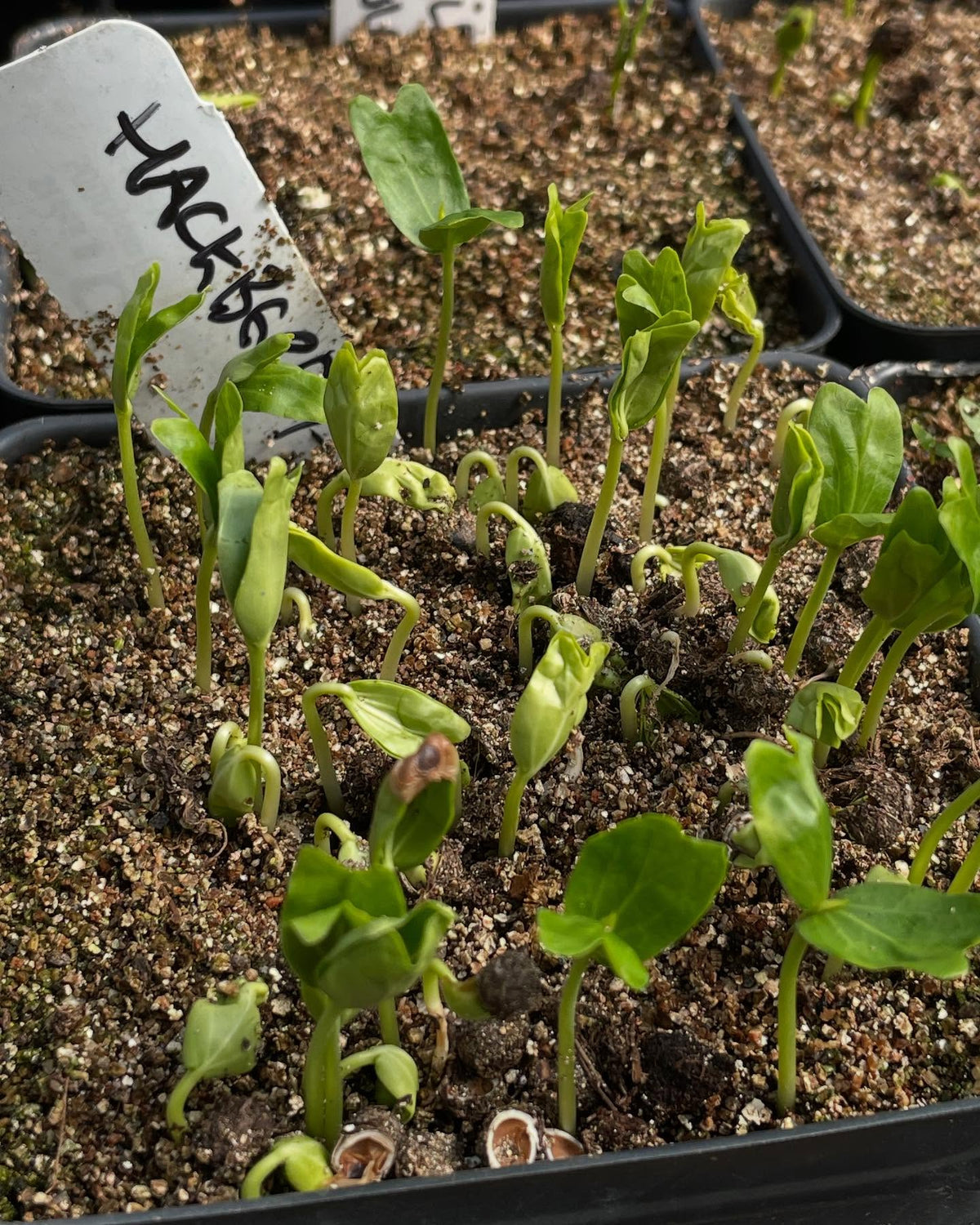 a few seedlings coming up, image 4 of 10