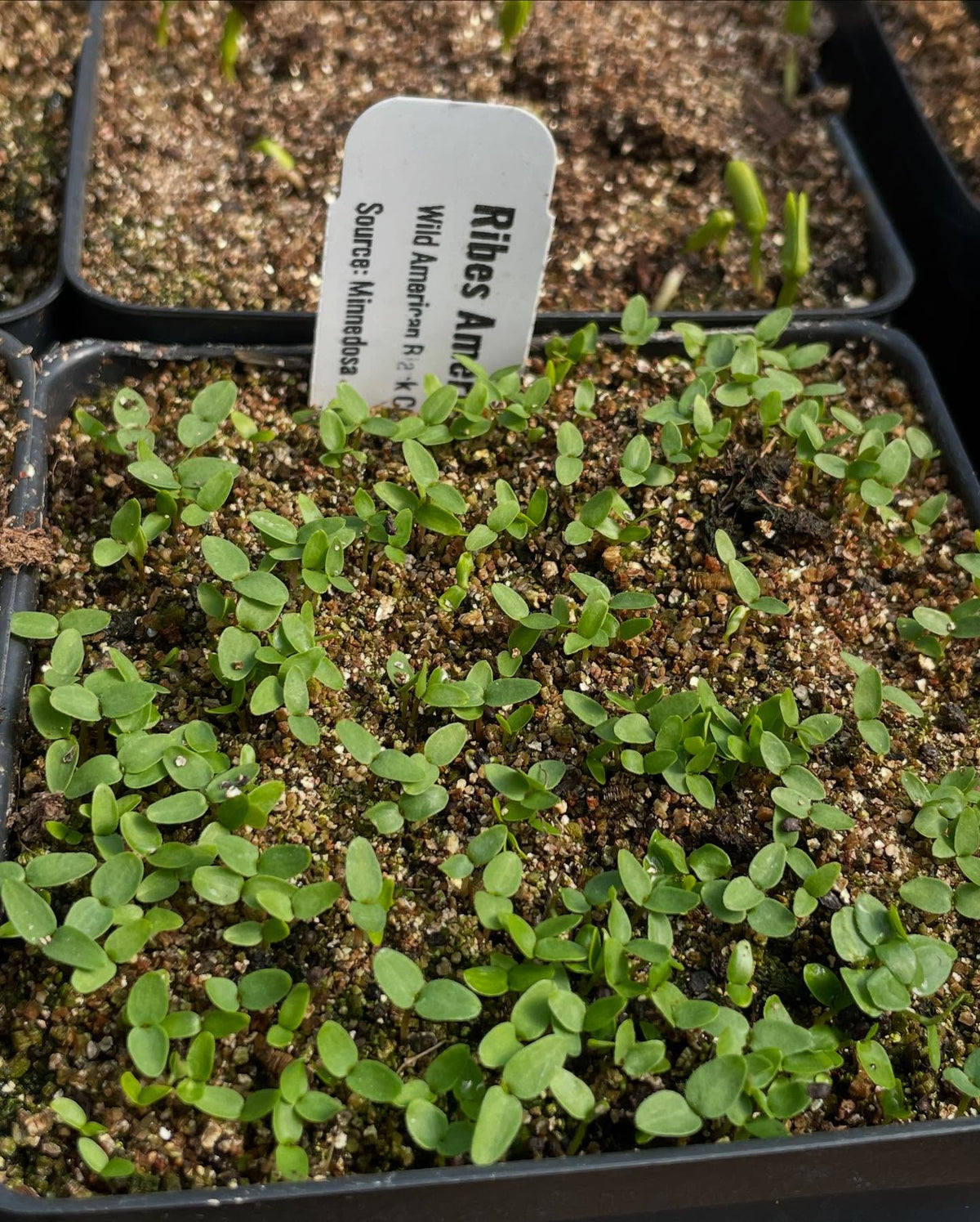 a few seedlings coming up, image 5 of 10