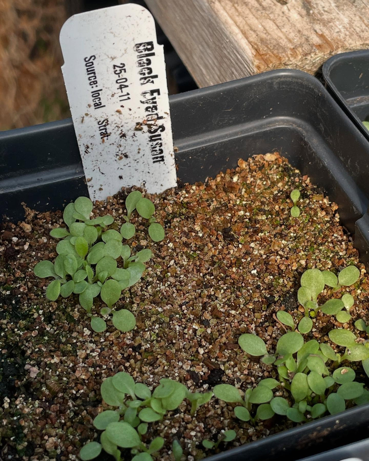 a few seedlings coming up, image 6 of 10