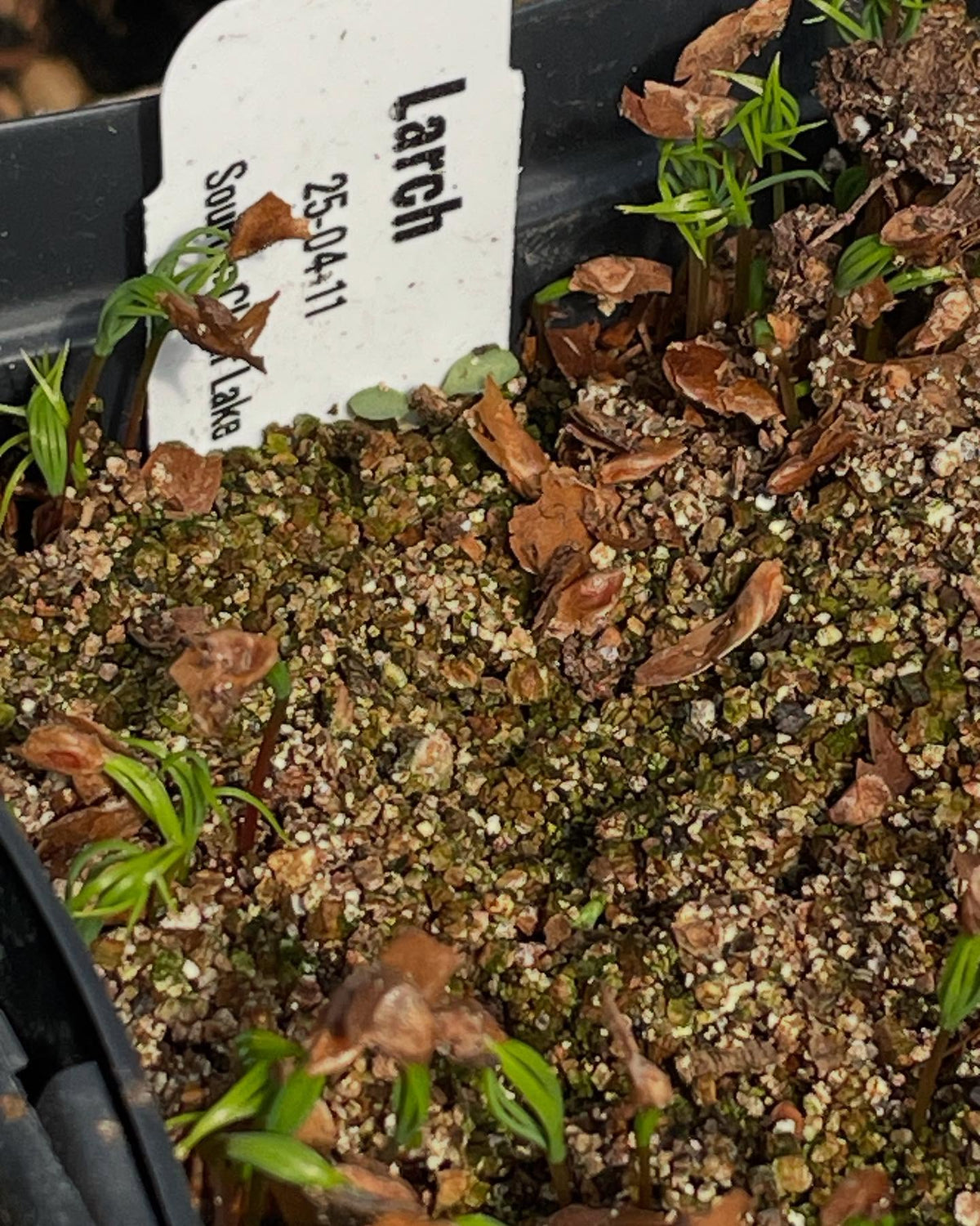 a few seedlings coming up, image 7 of 10