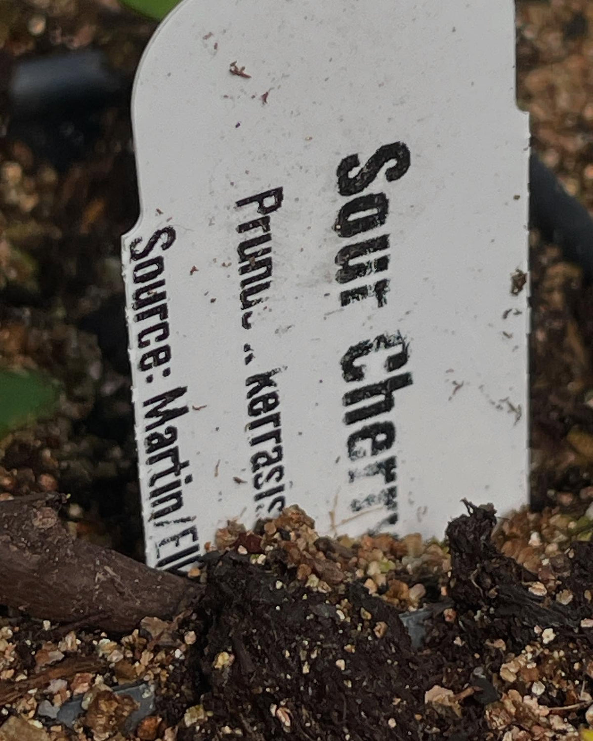 a few seedlings coming up, image 8 of 10