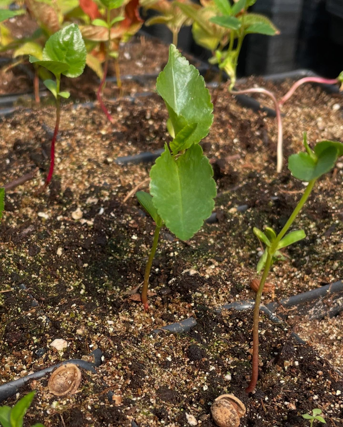 a few seedlings coming up, image 9 of 10