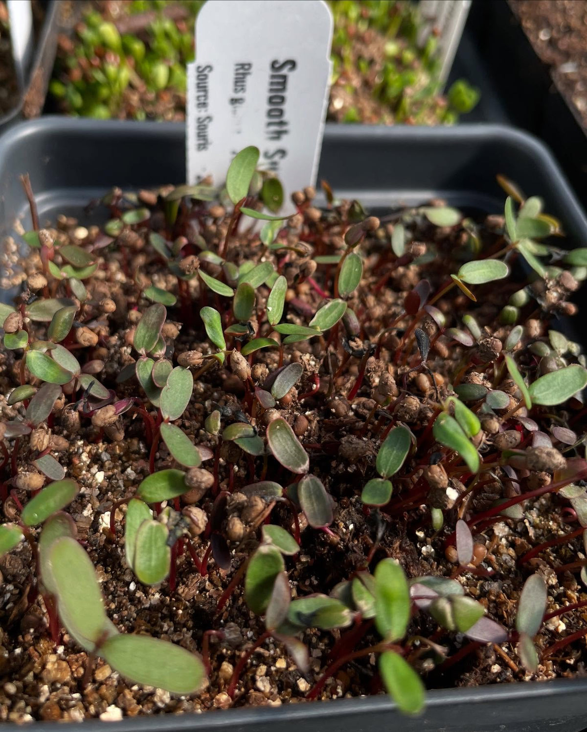 a few seedlings coming up, image 10 of 10