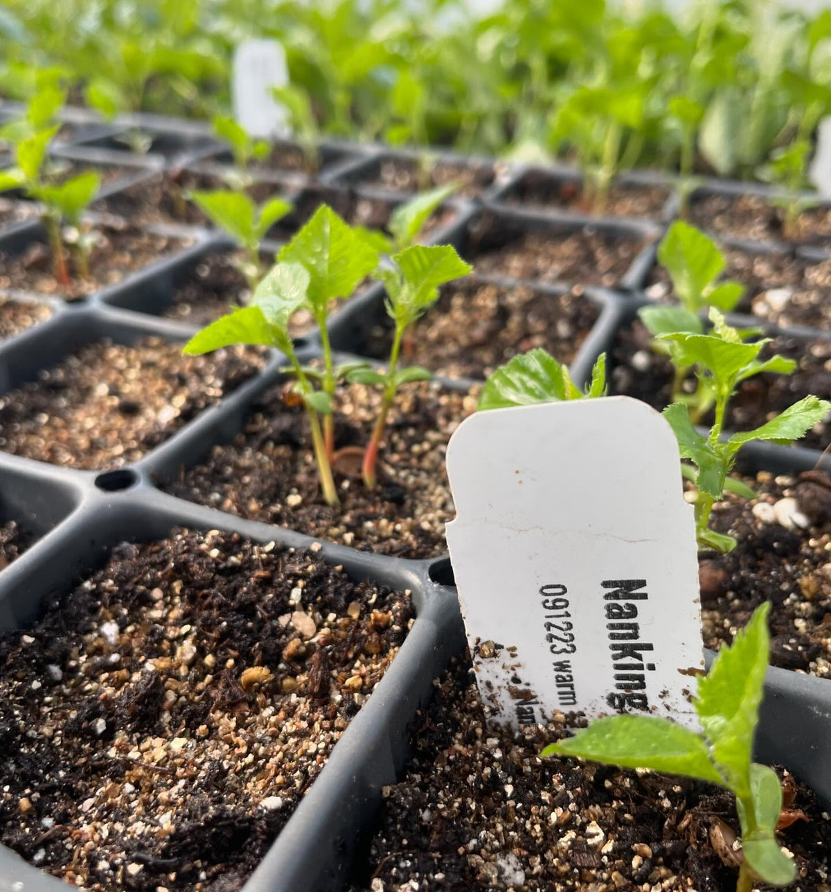 a few trays growing in the greenhouse in small 2, image 1 of 10