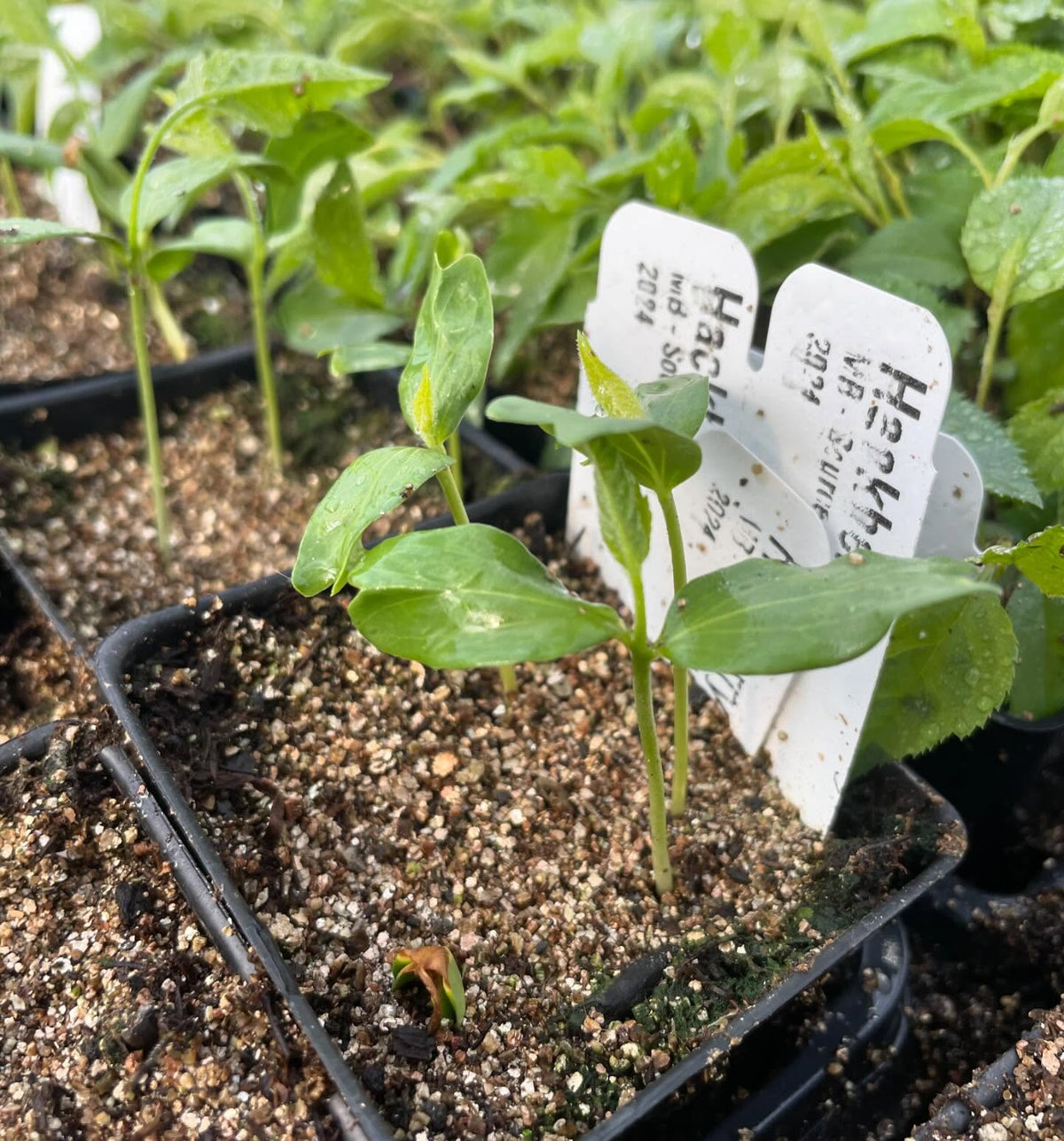 a few trays growing in the greenhouse in small 2, image 2 of 10