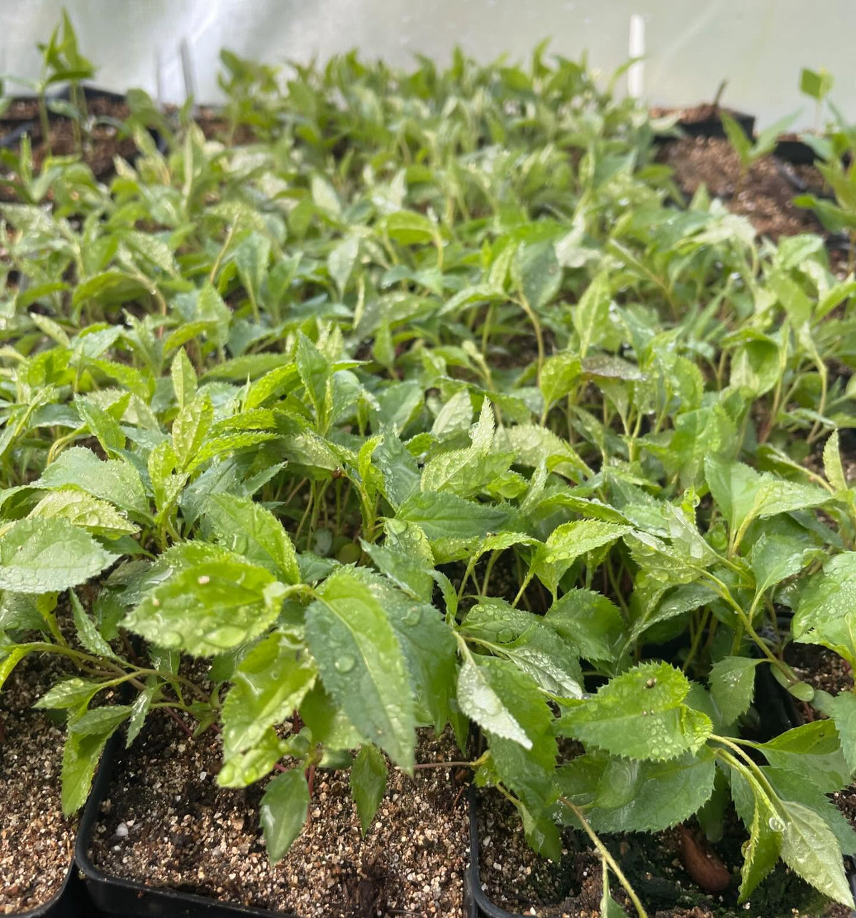 a few trays growing in the greenhouse in small 2, image 3 of 10