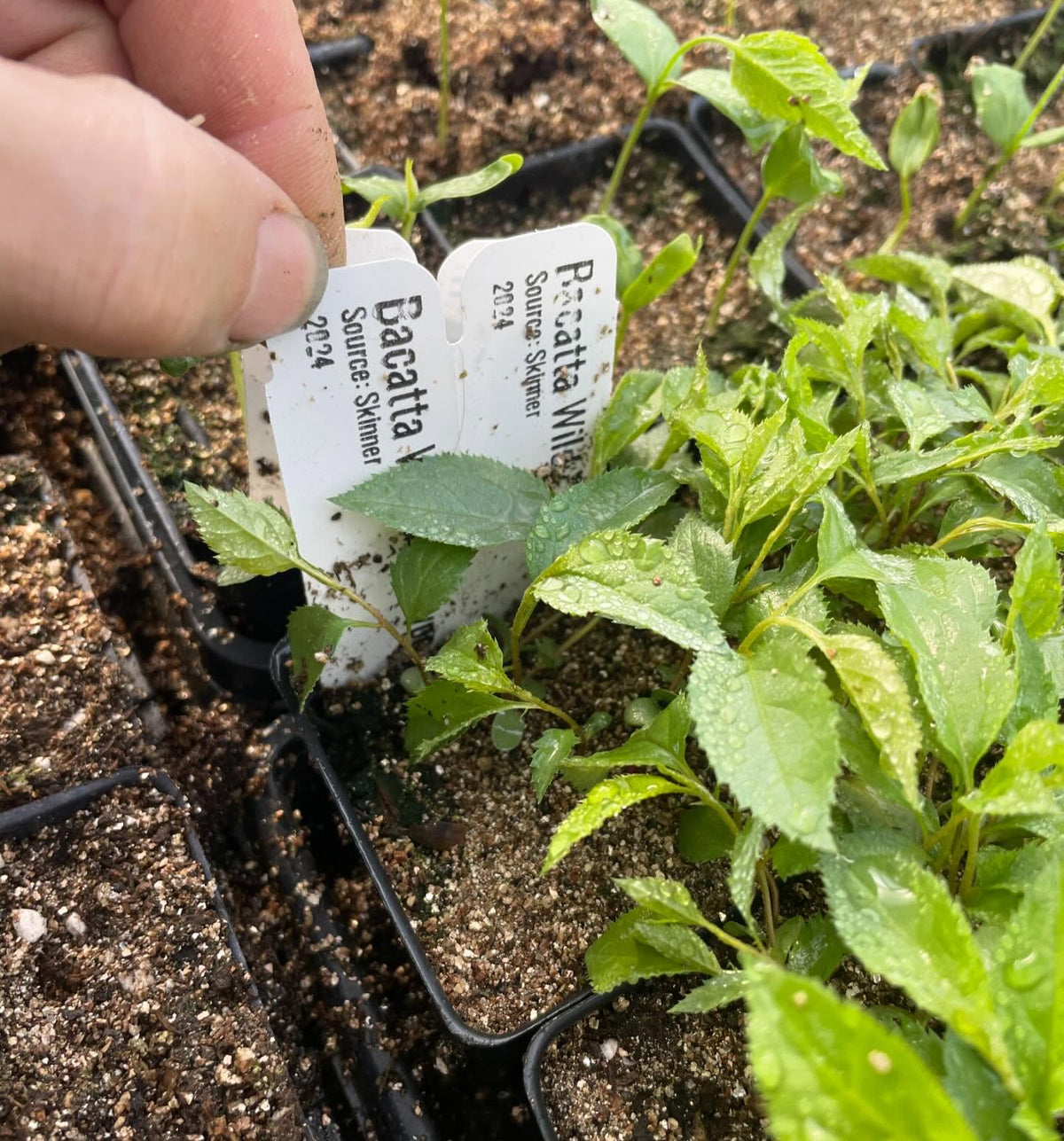 a few trays growing in the greenhouse in small 2, image 4 of 10