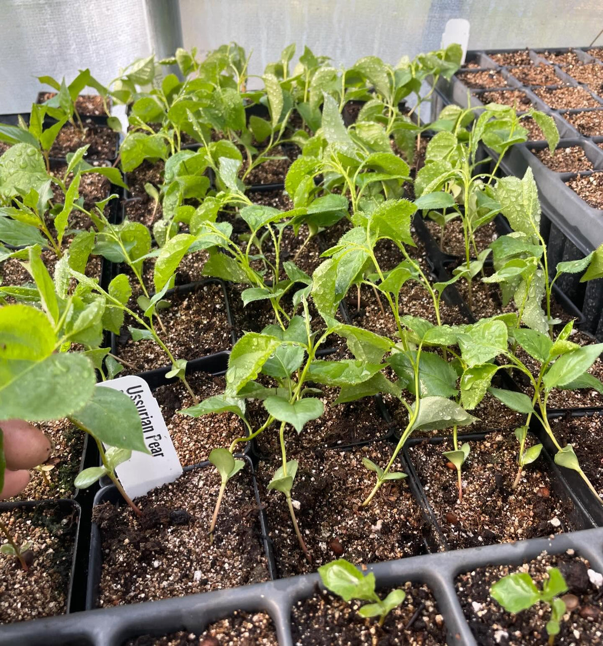 a few trays growing in the greenhouse in small 2, image 5 of 10