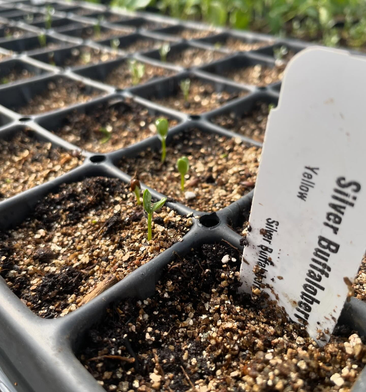 a few trays growing in the greenhouse in small 2, image 6 of 10