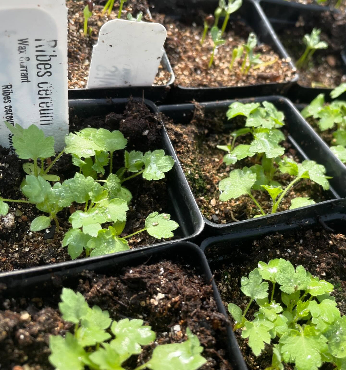 a few trays growing in the greenhouse in small 2, image 7 of 10