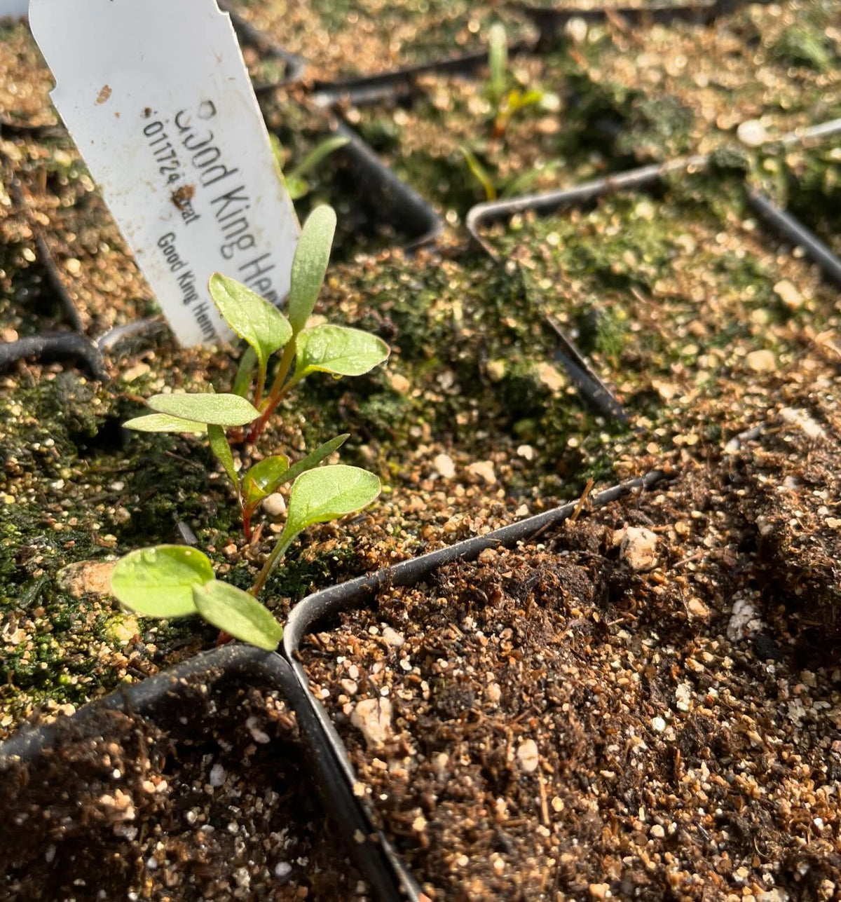 a few trays growing in the greenhouse in small 2, image 8 of 10