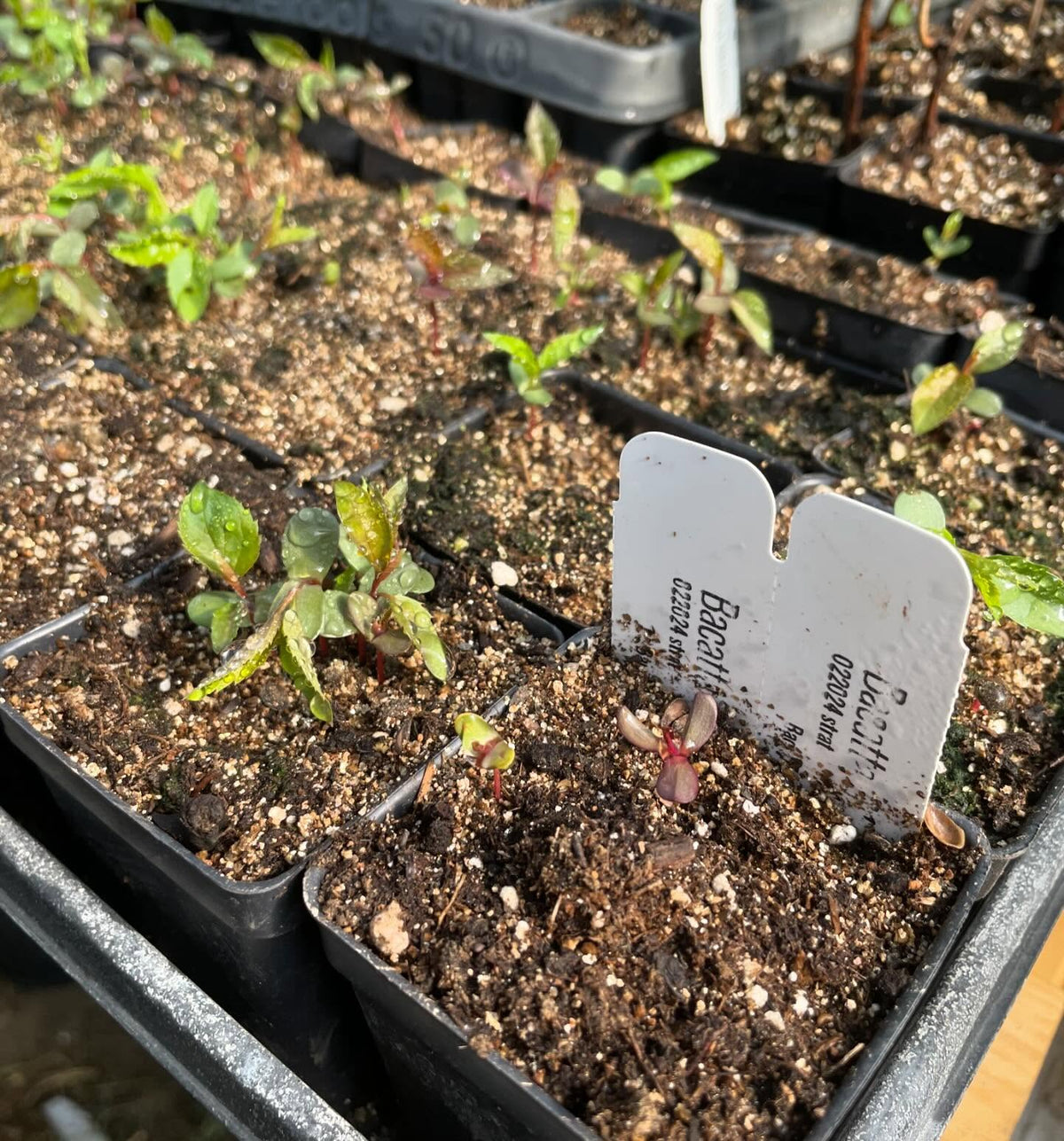 a few trays growing in the greenhouse in small 2, image 9 of 10