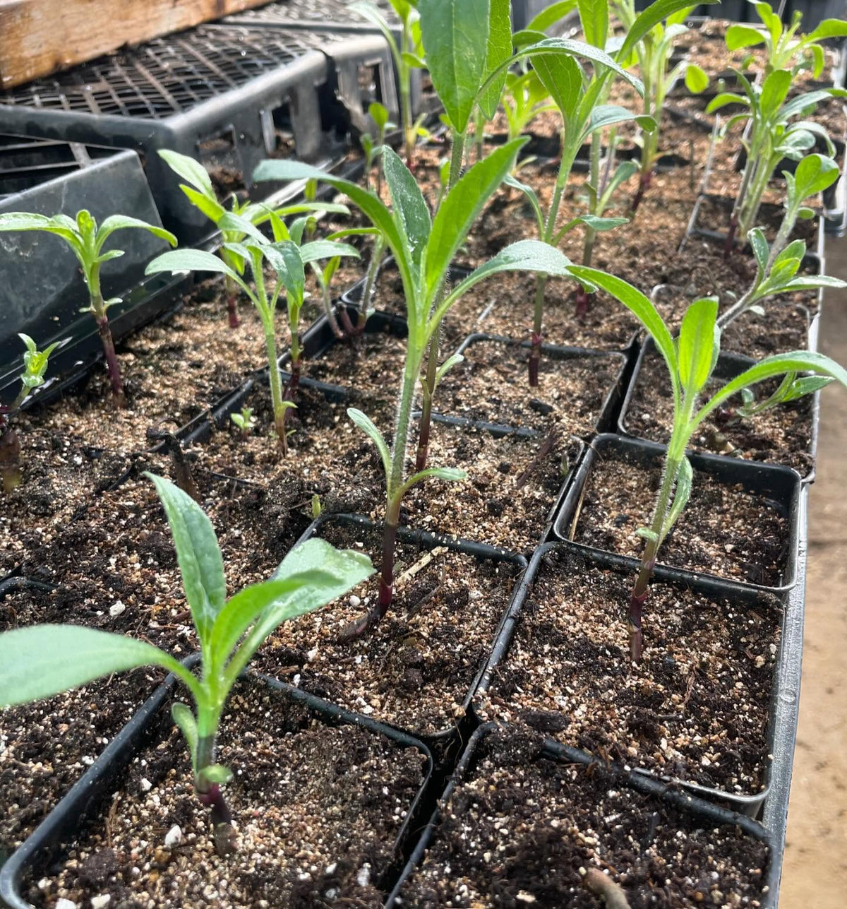a few trays growing in the greenhouse in small 2, image 10 of 10