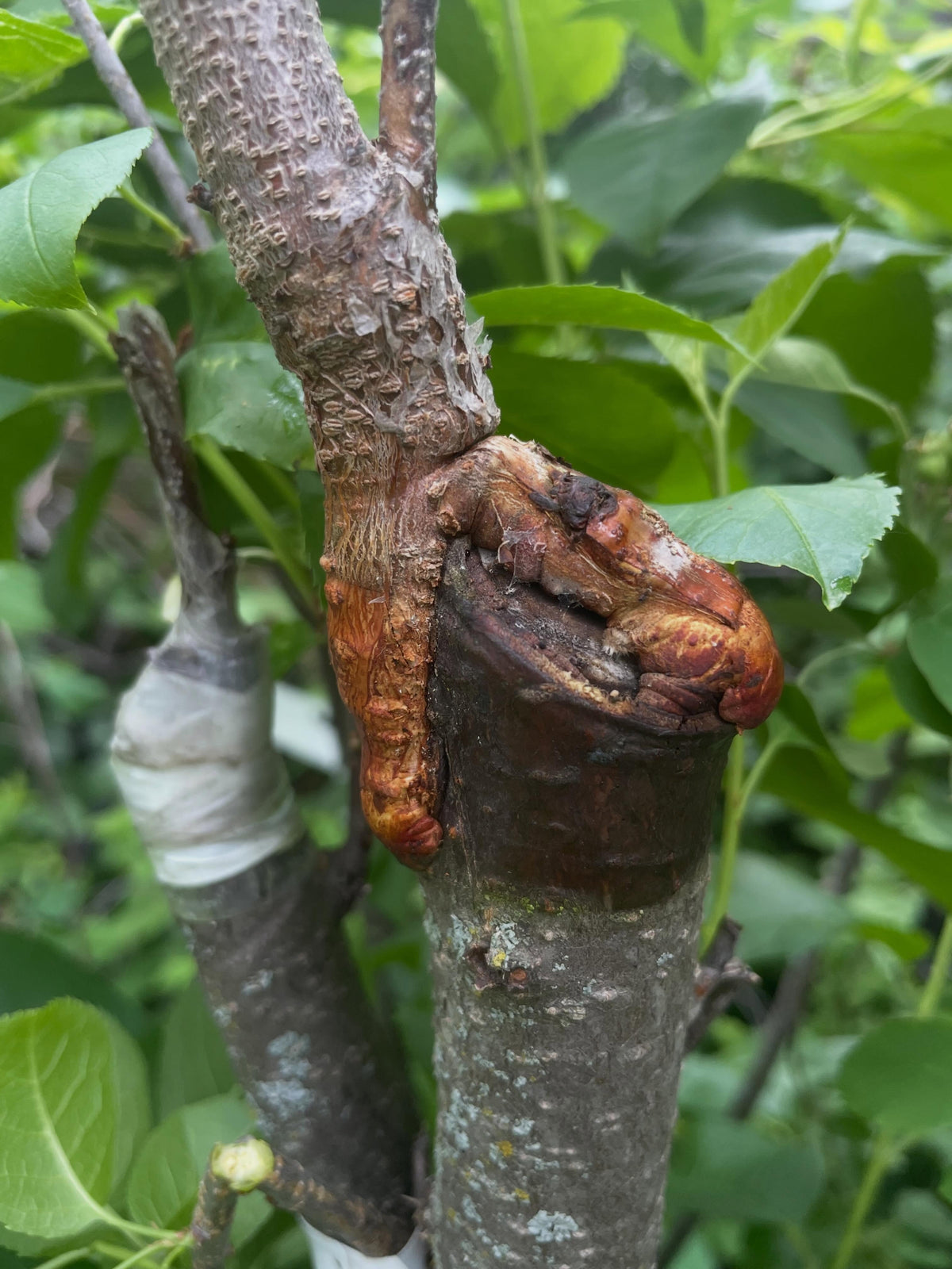a few z grafts, you can see how on the larger rootstock it helps heal over the cut faster than a graft just off to one, image 1 of 5