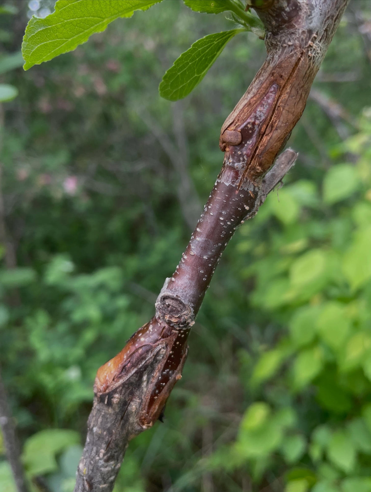 a few z grafts, you can see how on the larger rootstock it helps heal over the cut faster than a graft just off to one, image 2 of 5