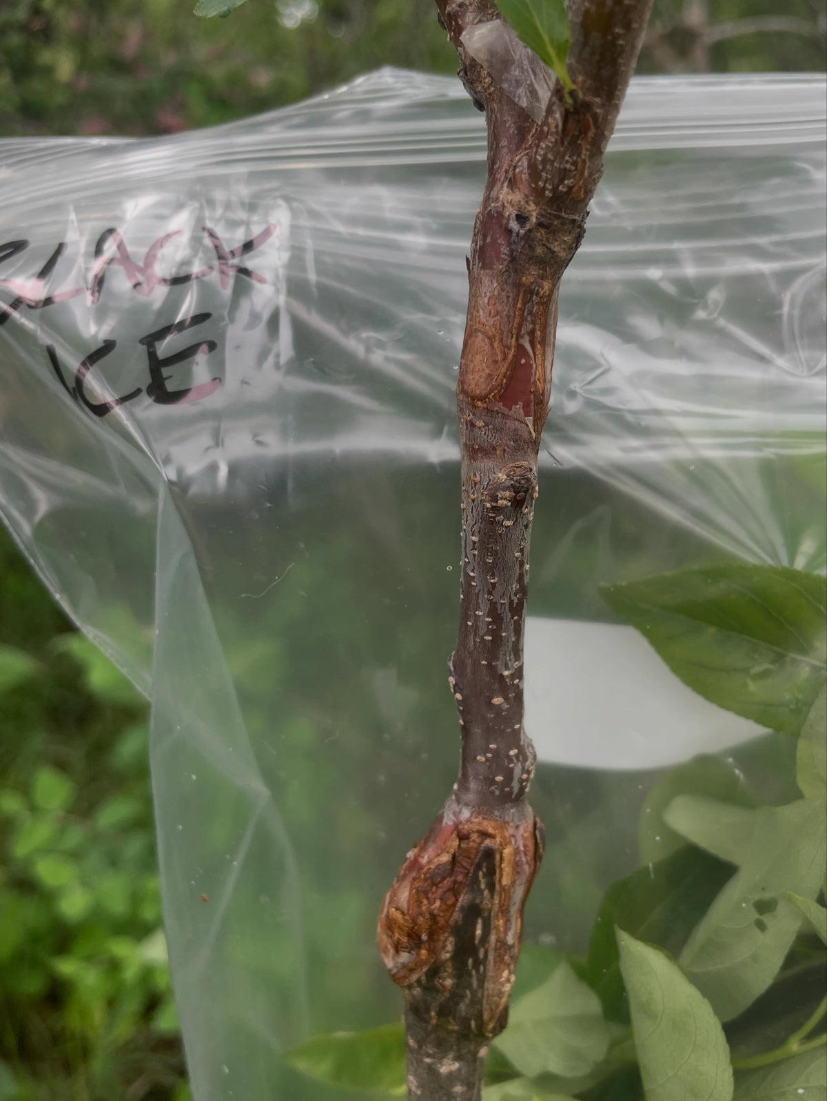 a few z grafts, you can see how on the larger rootstock it helps heal over the cut faster than a graft just off to one, image 3 of 5