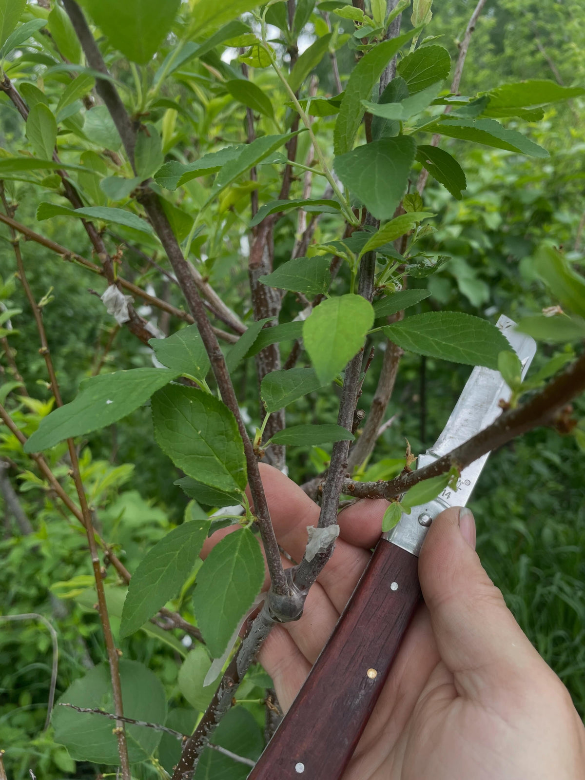 a few z grafts, you can see how on the larger rootstock it helps heal over the cut faster than a graft just off to one, image 4 of 5