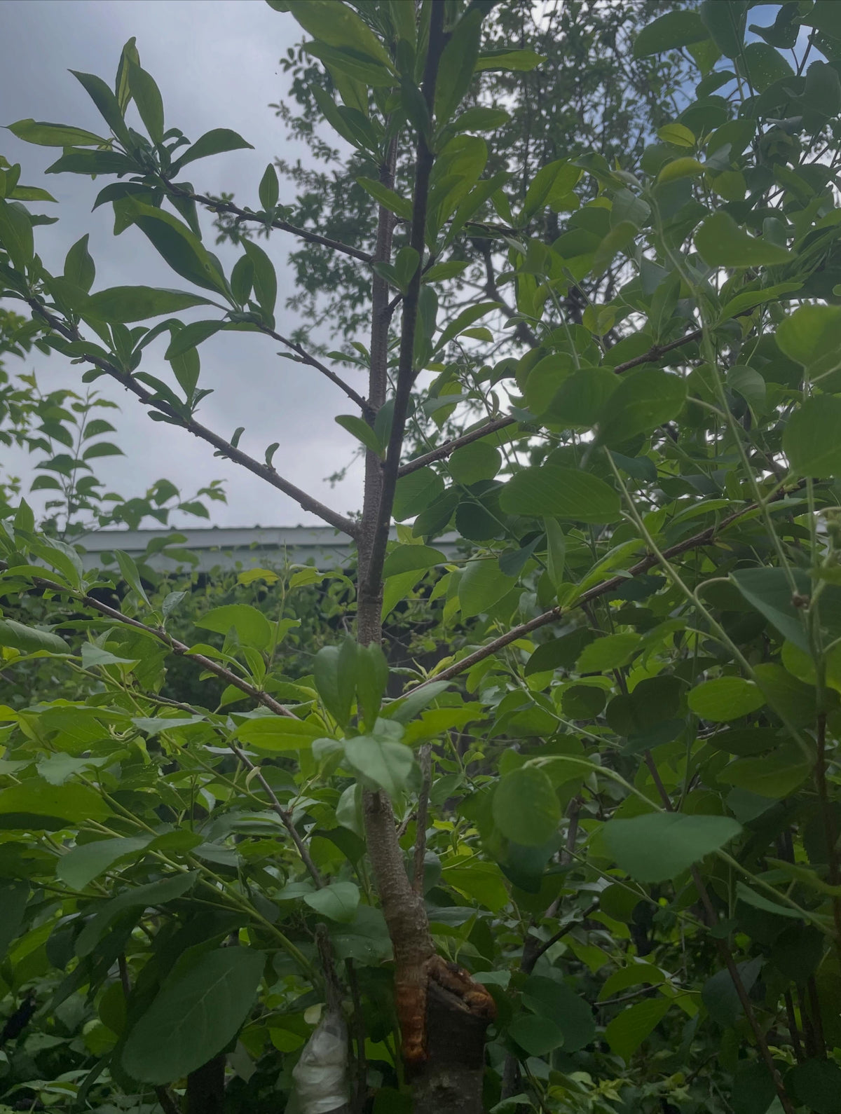 a few z grafts, you can see how on the larger rootstock it helps heal over the cut faster than a graft just off to one, image 5 of 5