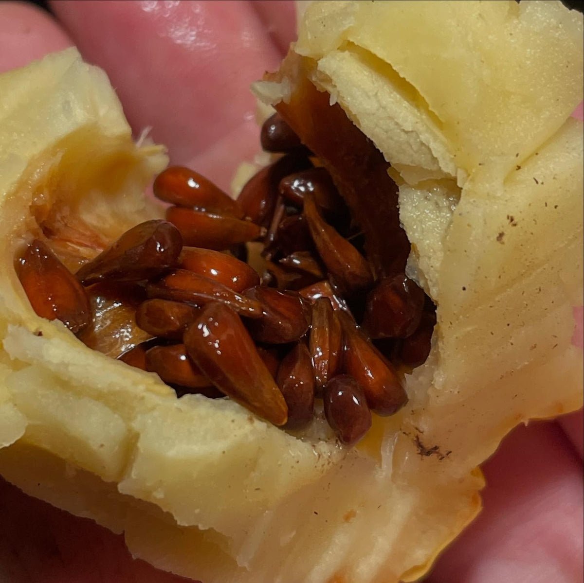 a friend sent me some quince to try, right before the postal strike, image 2 of 2