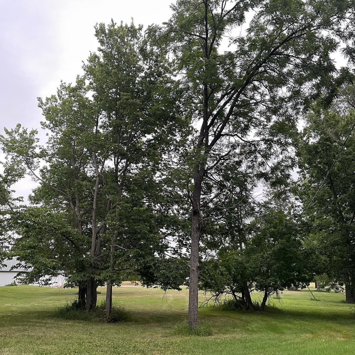 a fun group of uncommon trees at a local research station, left to right hackberry, black walnut, buckeye, image 1 of 5